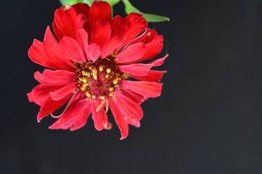Siyah arkaplanda kırmızı zinnia angustifolia çiçeği 
