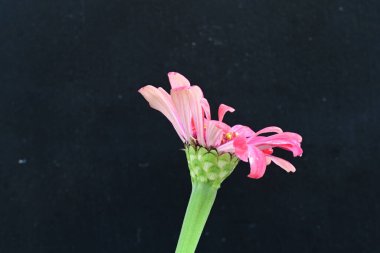 Siyah arkaplanda kırmızı zinnia angustifolia çiçeği 