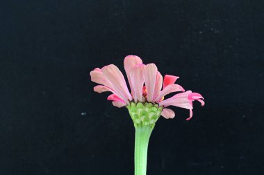 Siyah arkaplanda kırmızı zinnia angustifolia çiçeği 