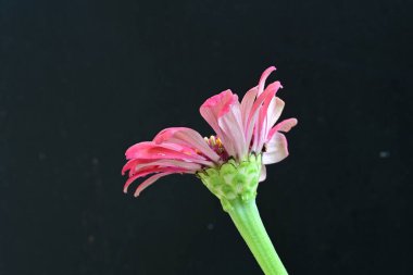 Siyah arkaplanda kırmızı zinnia angustifolia çiçeği 