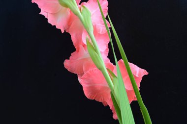 Siyah arkaplanda güzel bir gladiolus çiçeği, yakın görüş.