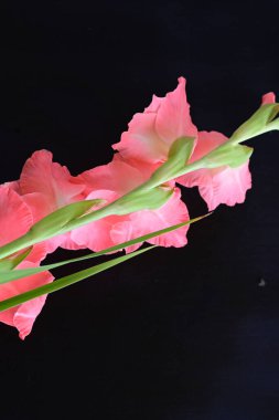 Siyah arkaplanda güzel bir gladiolus çiçeği, yakın görüş.