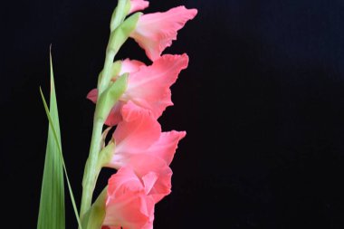 Siyah arkaplanda güzel bir gladiolus çiçeği, yakın görüş.
