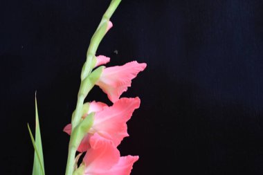 Siyah arkaplanda güzel bir gladiolus çiçeği, yakın görüş.