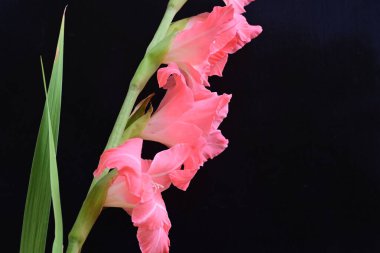 Siyah arkaplanda güzel bir gladiolus çiçeği, yakın görüş.