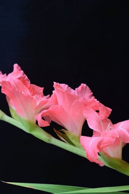 Siyah arkaplanda güzel bir gladiolus çiçeği, yakın görüş.