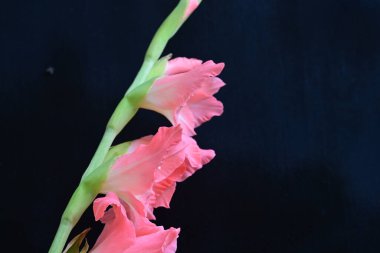 Siyah arkaplanda güzel bir gladiolus çiçeği, yakın görüş.