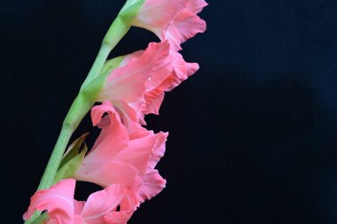 Siyah arkaplanda güzel bir gladiolus çiçeği, yakın görüş.