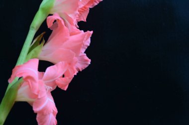 Siyah arkaplanda güzel bir gladiolus çiçeği, yakın görüş.