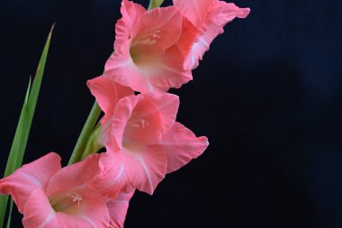 Yaz bitkisi. Siyah arkaplanda Gladiolus çiçekleri 