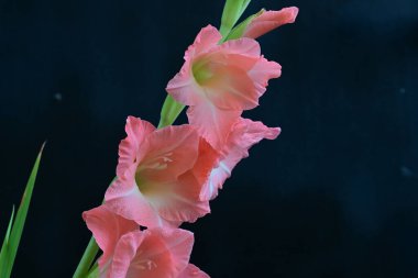 Siyah arkaplanda güzel bir gladiolus çiçeği, yakın görüş.