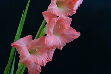 Siyah arkaplanda güzel bir gladiolus çiçeği, yakın görüş.