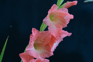 Siyah arkaplanda güzel bir gladiolus çiçeği, yakın görüş.