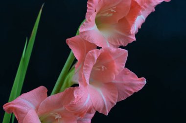 Siyah arkaplanda güzel bir gladiolus çiçeği, yakın görüş.