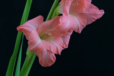 Siyah arkaplanda güzel bir gladiolus çiçeği, yakın görüş.
