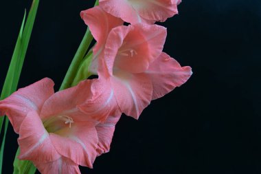 Siyah arkaplanda güzel bir gladiolus çiçeği, yakın görüş.