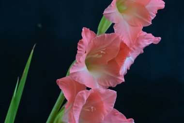 Siyah arkaplanda güzel bir gladiolus çiçeği, yakın görüş.