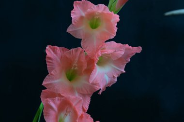 Siyah arkaplanda güzel bir gladiolus çiçeği, yakın görüş.