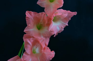 Siyah arkaplanda güzel bir gladiolus çiçeği, yakın görüş.