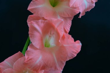 Siyah arkaplanda güzel bir gladiolus çiçeği, yakın görüş.