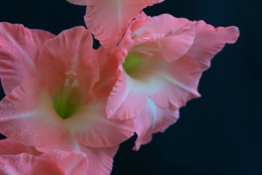 Siyah arkaplanda güzel bir gladiolus çiçeği, yakın görüş.