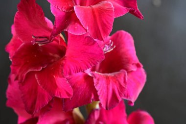 Siyah arkaplanda güzel bir gladiolus çiçeği, yakın görüş.