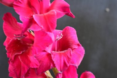 Siyah arkaplanda güzel bir gladiolus çiçeği, yakın görüş.