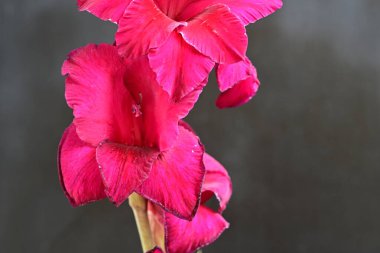 Siyah arkaplanda güzel bir gladiolus çiçeği, yakın görüş.