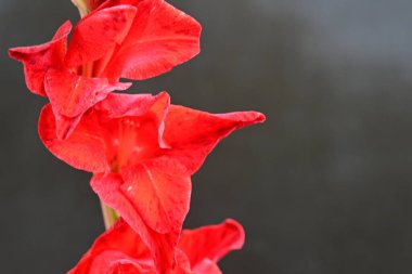 Siyah arkaplanda güzel bir gladiolus çiçeği, yakın görüş.