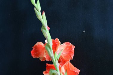 Siyah arkaplanda güzel bir gladiolus çiçeği, yakın görüş.