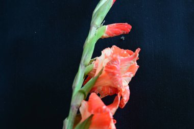 Siyah arkaplanda güzel bir gladiolus çiçeği, yakın görüş.
