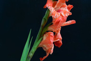 Siyah arkaplanda güzel bir gladiolus çiçeği, yakın görüş.