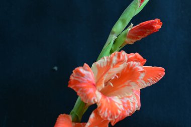 Siyah arkaplanda güzel bir gladiolus çiçeği, yakın görüş.