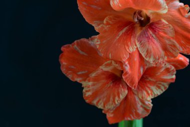 Siyah arkaplanda güzel bir gladiolus çiçeği, yakın görüş.