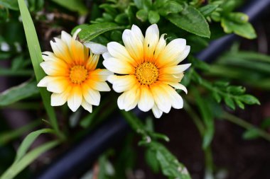 Çiçekli arka plan, güzel çiçekleri kapat.  