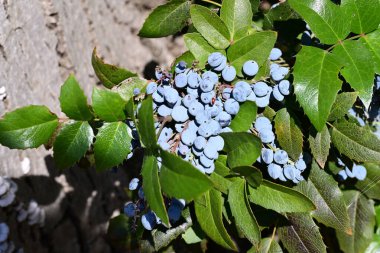 Bir dalda yetişen olgun böğürtlenlerin yakın plan çekimi. 