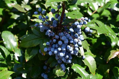 Bir dalda yetişen olgun böğürtlenlerin yakın plan çekimi. 