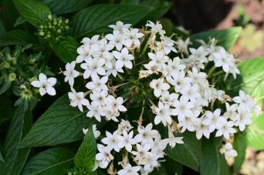 Bahçede güzel çiçekler, çiçek arkaplanı 