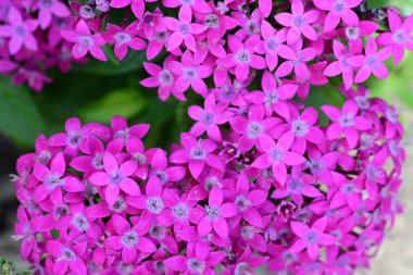 Bahçede güzel çiçekler, çiçek arkaplanı 