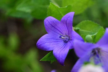 Bahçede güzel çiçekler, çiçek arkaplanı 