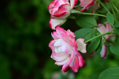 Bahçedeki güzel gül çiçekleri bulanık arka planda 