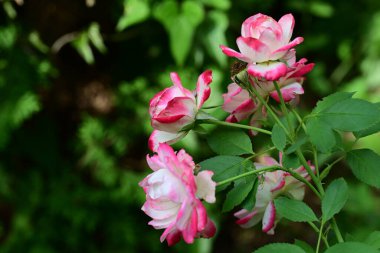 Bahçedeki güzel gül çiçekleri bulanık arka planda 