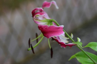 Bahçede bulanık arka planda güzel zambak çiçekleri 