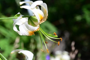 Bahçede bulanık arka planda güzel zambak çiçekleri 