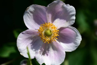 Anemon çiçeği bulanık bahçe arka planına yaklaşır 