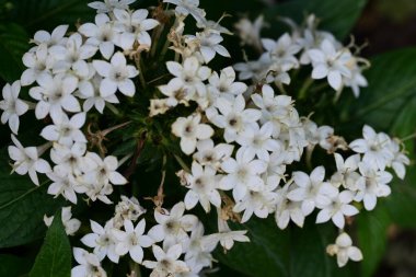 Bahçede güzel çiçekler, çiçek arkaplanı 