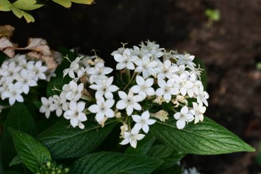 Bahçede güzel çiçekler, çiçek arkaplanı 