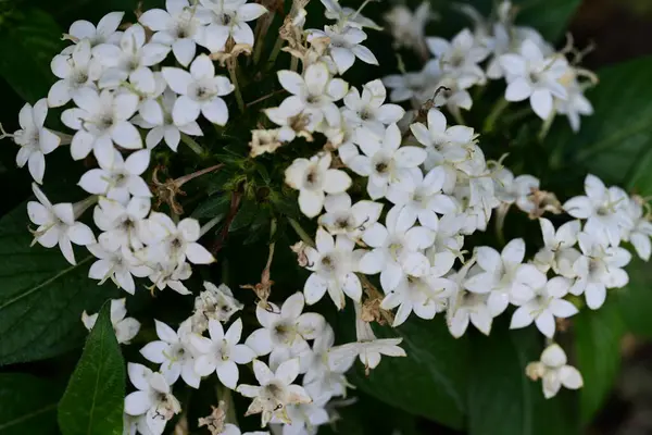 Bahçede güzel çiçekler, çiçek arkaplanı 