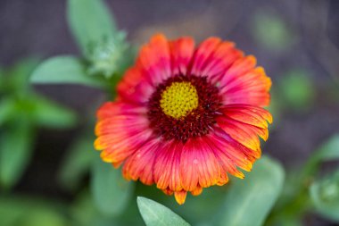 Bahçede güzel çiçekler, çiçek arkaplanı 