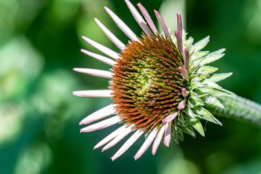 Bahçede güzel çiçekler, çiçek arkaplanı 